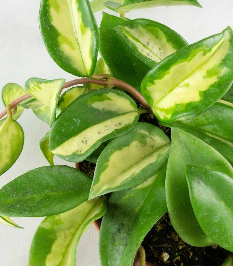 Hoya carnosa