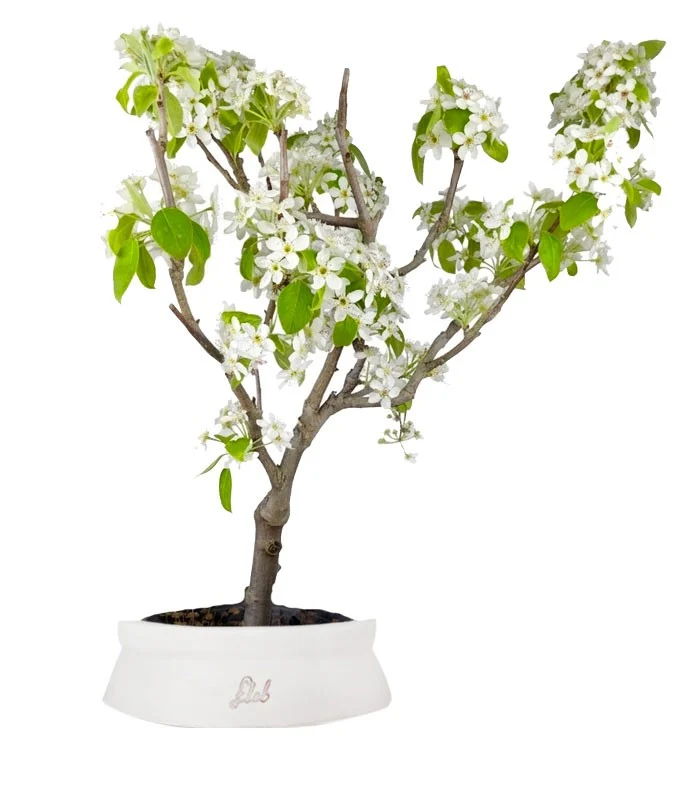 Pero bonsai