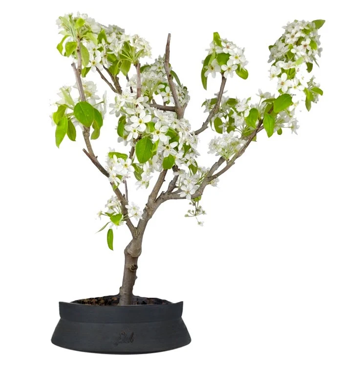Pero bonsai