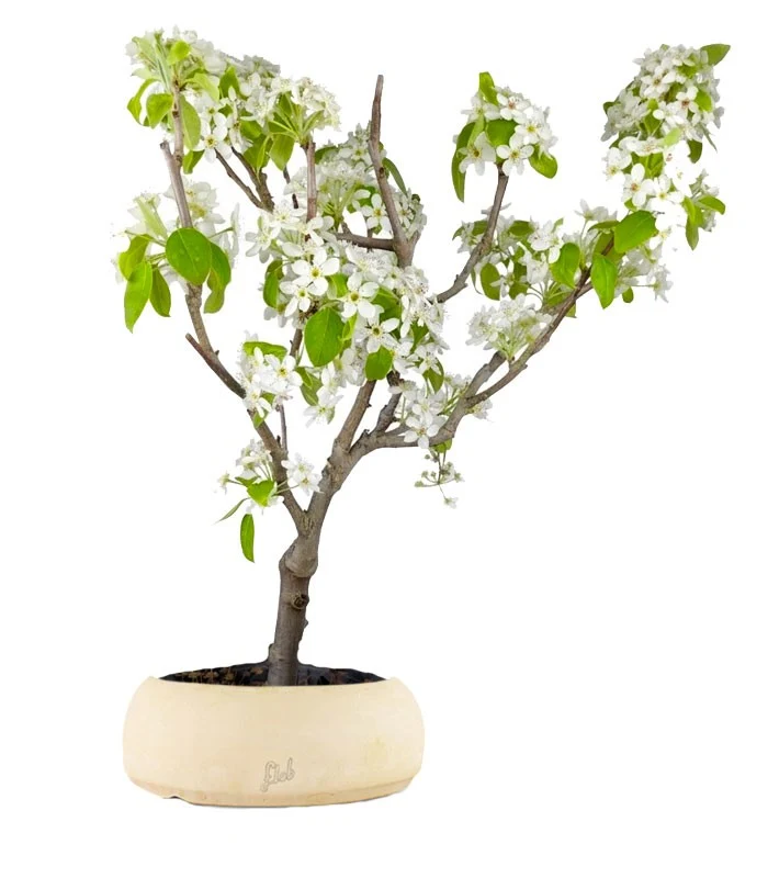 Pero bonsai