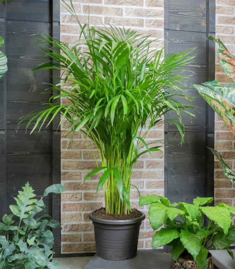 Areca pianta alta