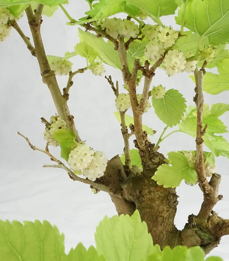 Gelso bonsai 9 anni