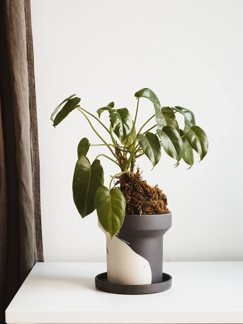 Dune Ceramic Planter - White and Black