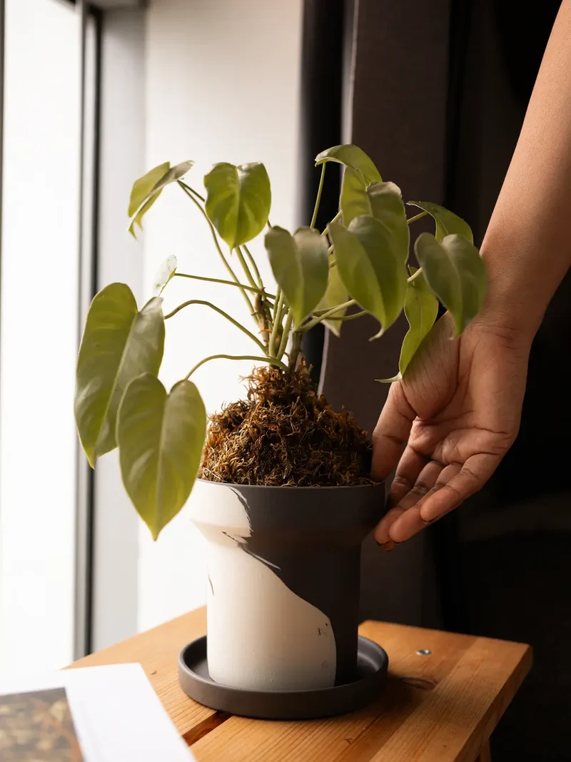 Dune Ceramic Planter - White and Black