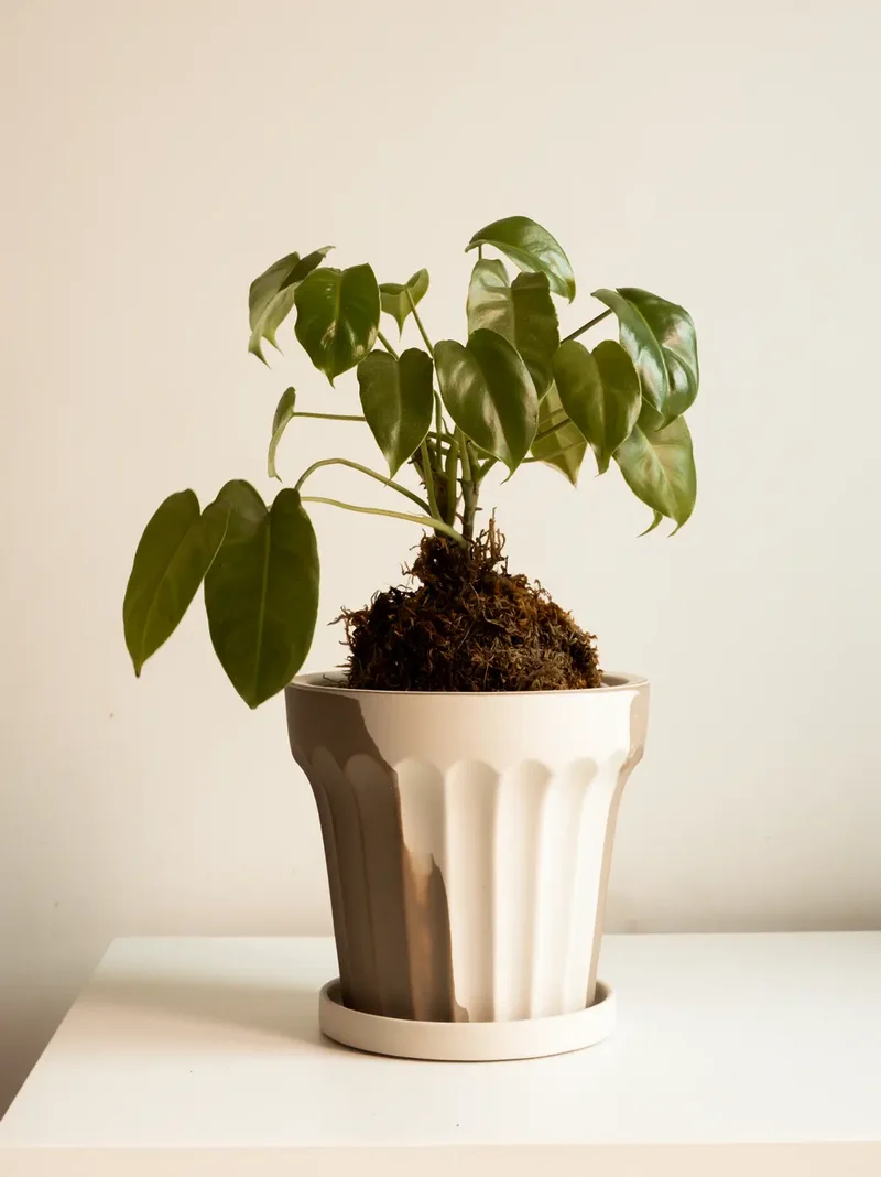 Raya Ceramic Planter