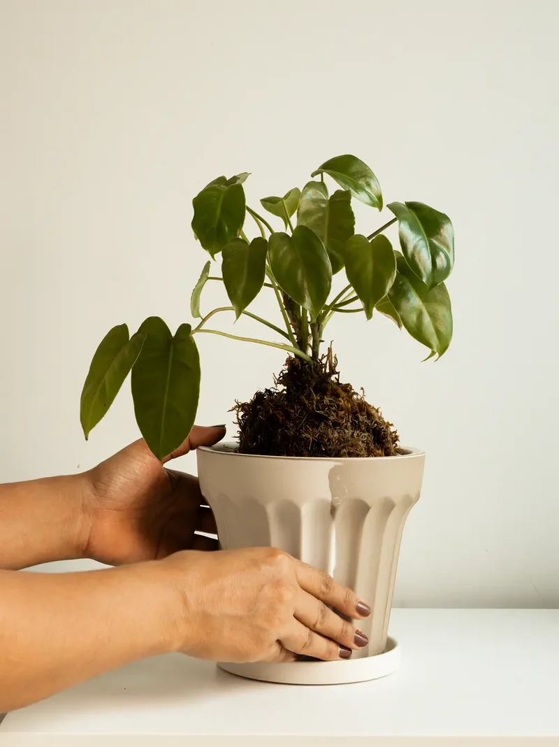 Raya Ceramic Planter