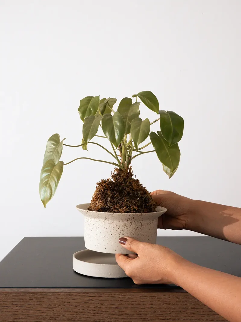Kora Ceramic Planter - Ink Dot