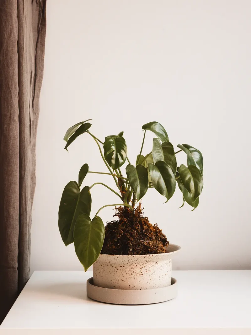 Kora Ceramic Planter - Ink Dot