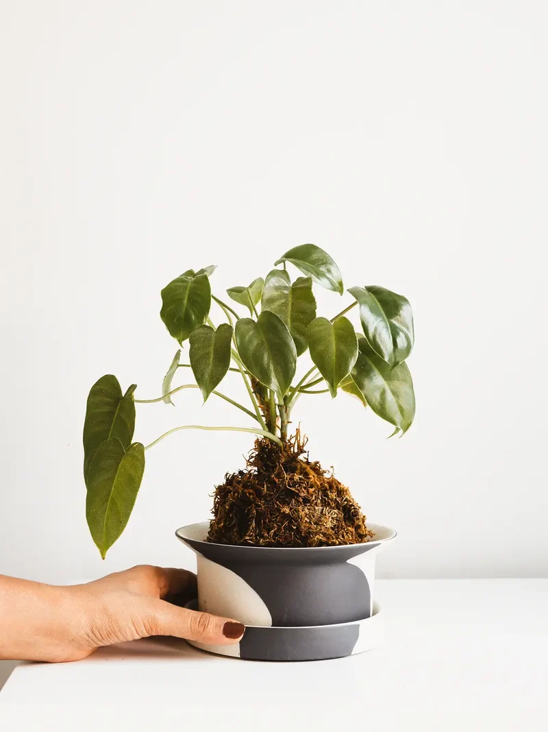 Kora Ceramic Planter - White and Black