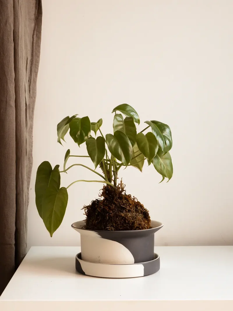 Kora Ceramic Planter - White and Black