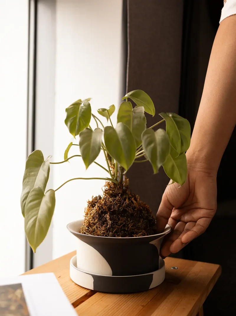 Kora Ceramic Planter - White and Black