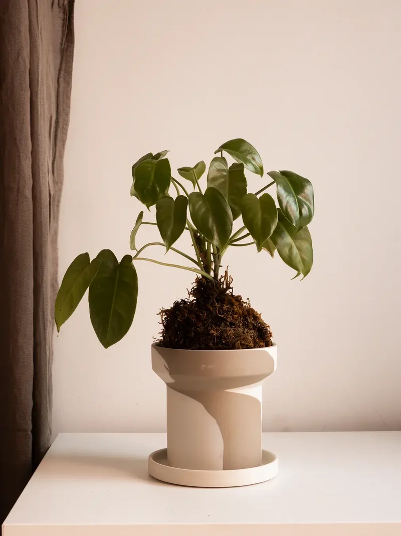 Dune Ceramic Planter - White and Brown