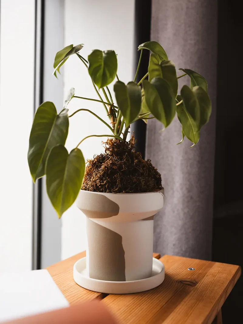 Dune Ceramic Planter - White and Brown