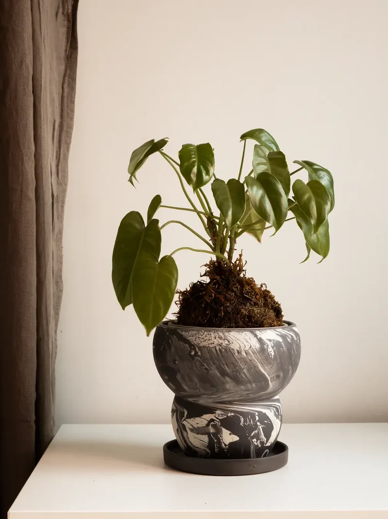 Eclipse Ceramic Planter