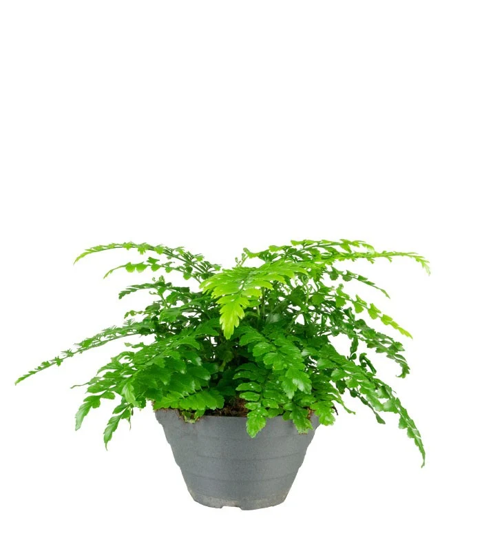Asplenium parvatii
