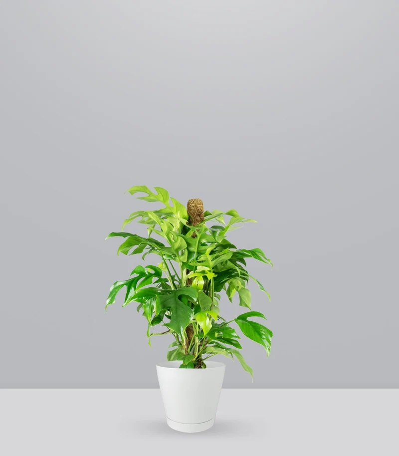 Monstera Minima Palo