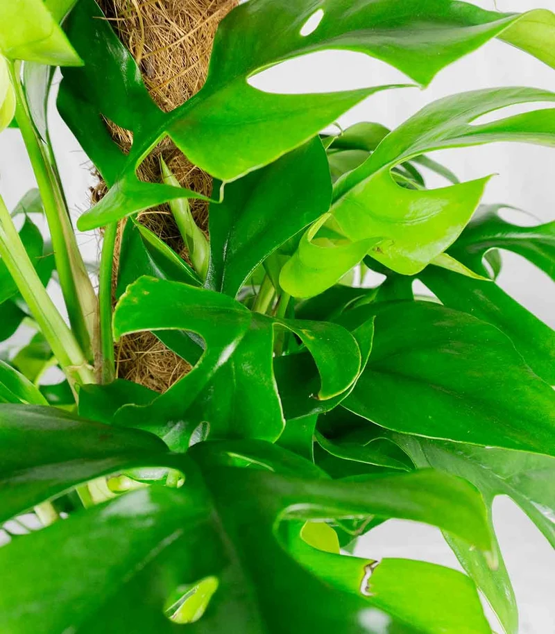 Monstera Minima Palo