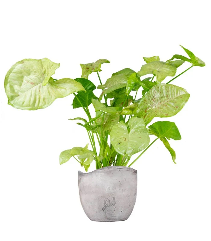 Syngonium "Milk Confetti"