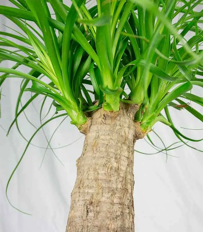 Beaucarnea Nolina Recurvata