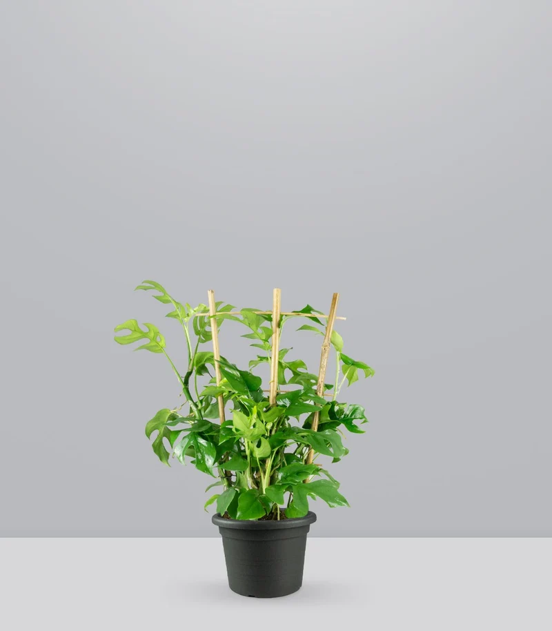 Monstera Minima con Spalliera