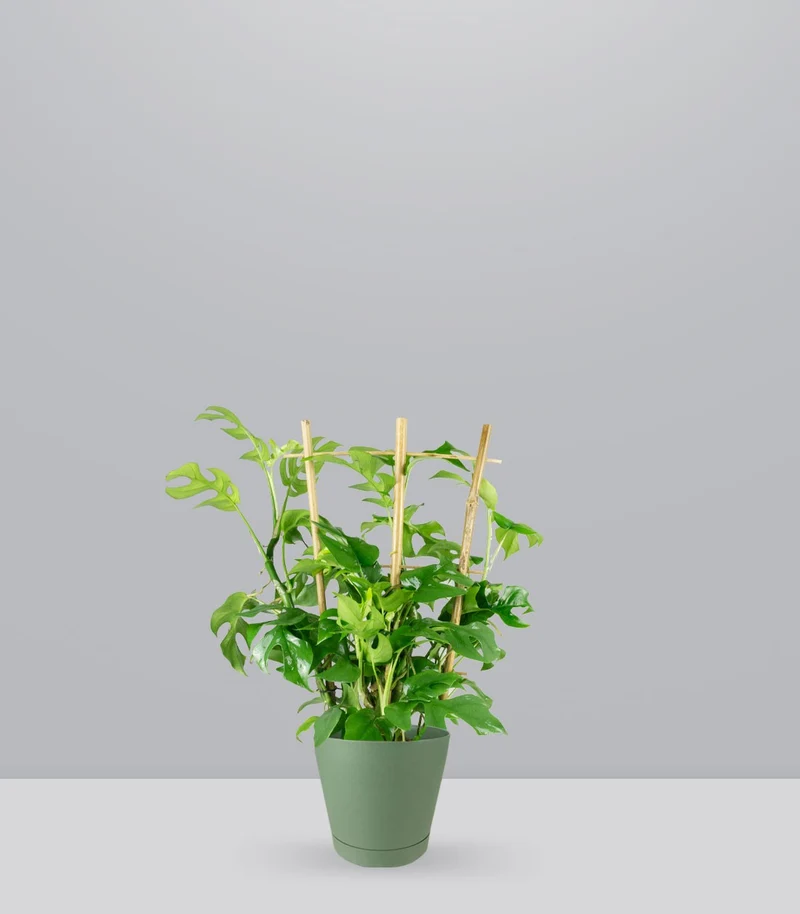 Monstera Minima con Spalliera