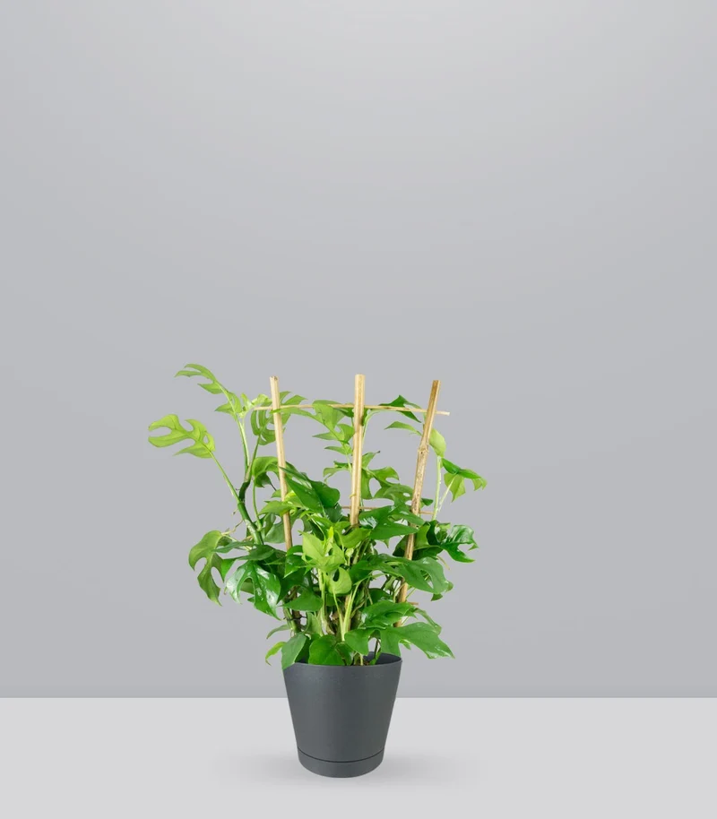 Monstera Minima con Spalliera