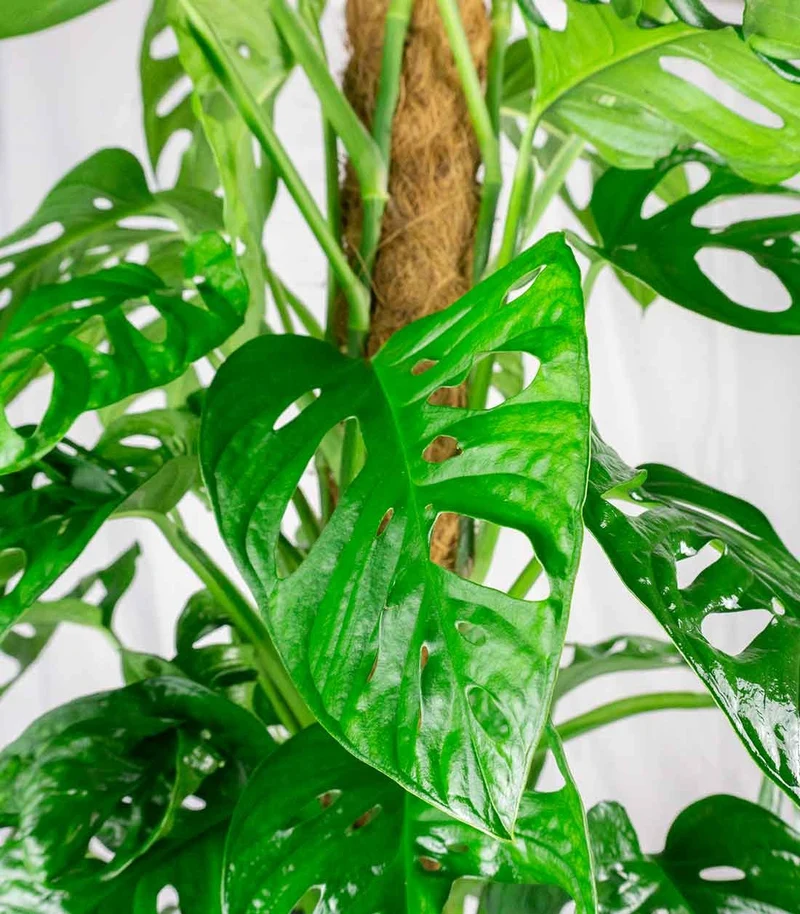 Filodendro Monstera Monkey Mask