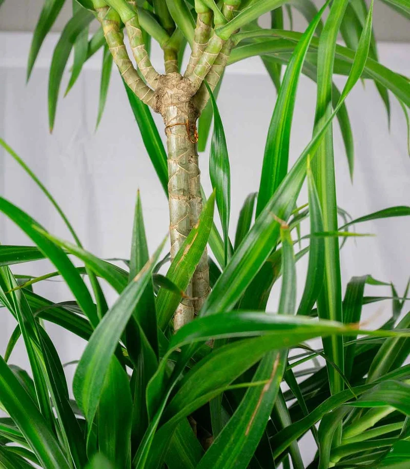 Dracena reflexa | 120 cm