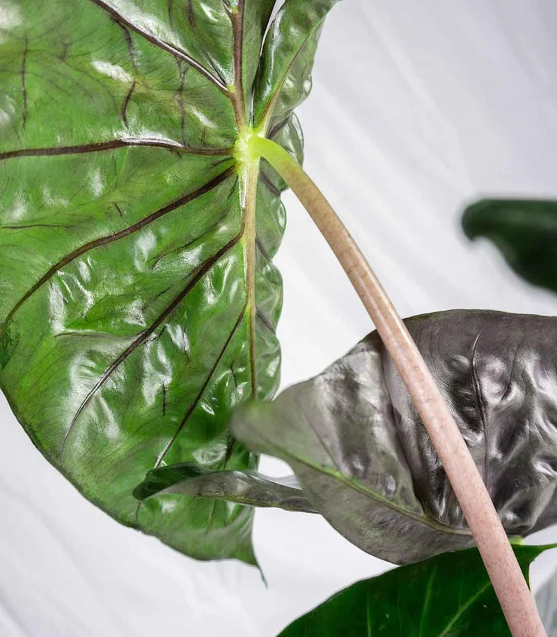 Alocasia Pink Dragon vaso 17