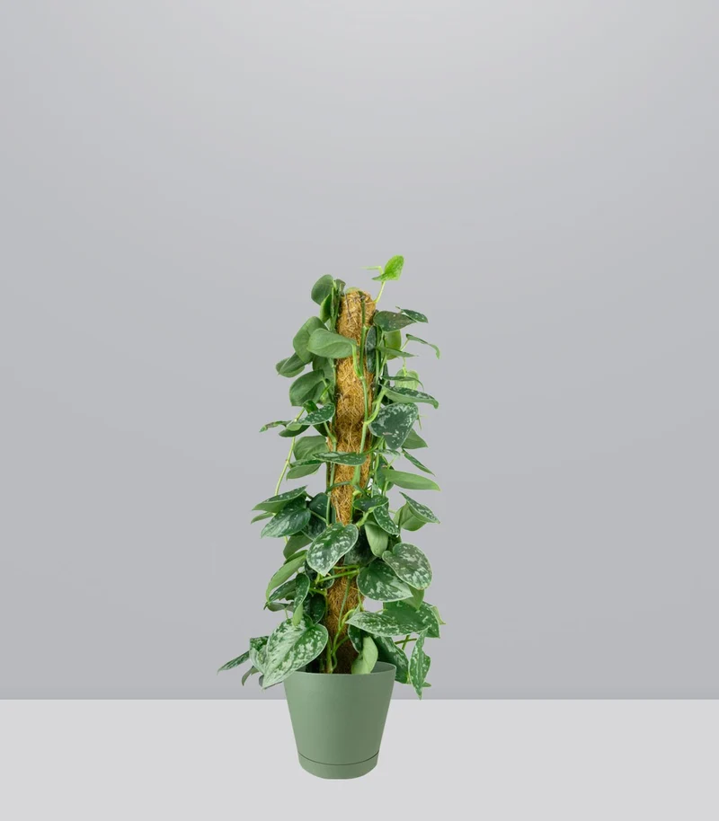 Scindapsus Pictus