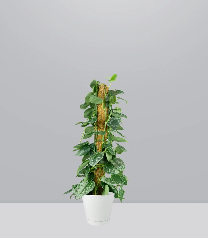 Scindapsus Pictus