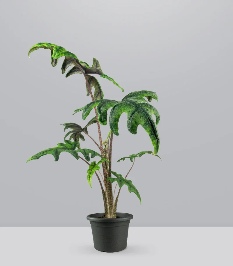 Alocasia Jacklin