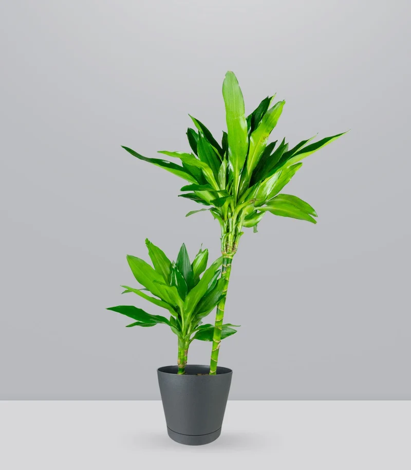Dracena Janet Lind