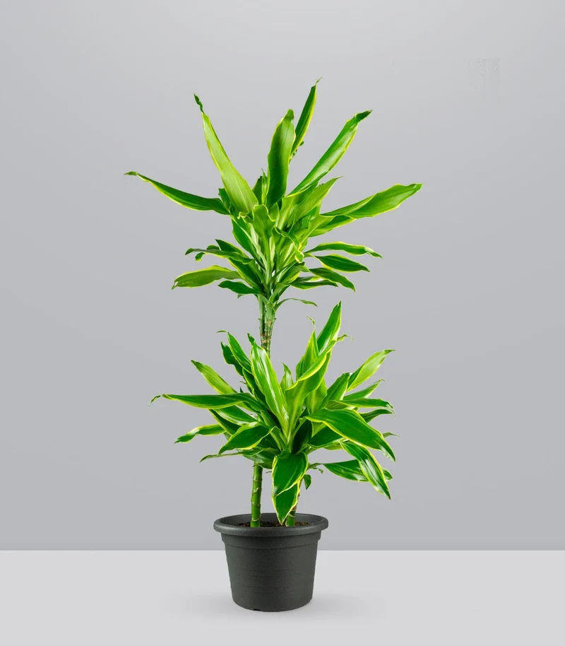 Dracena Golden Coast
