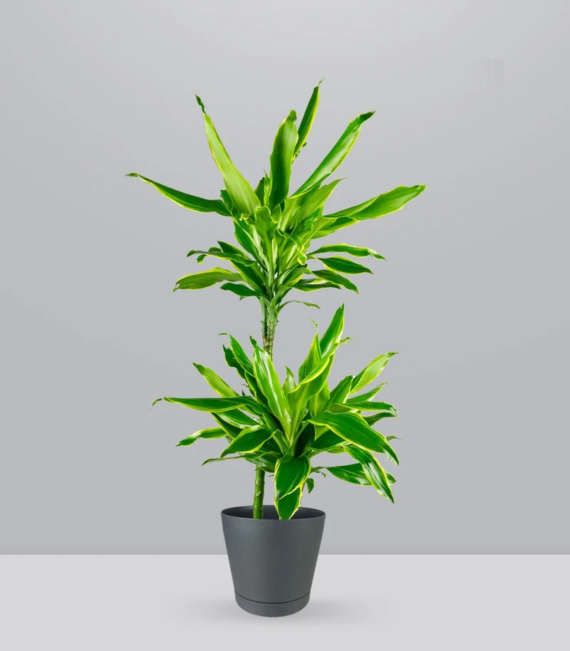 Dracena Golden Coast