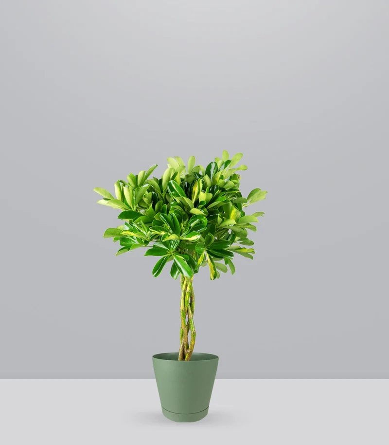 Schefflera variegata | 70 cm