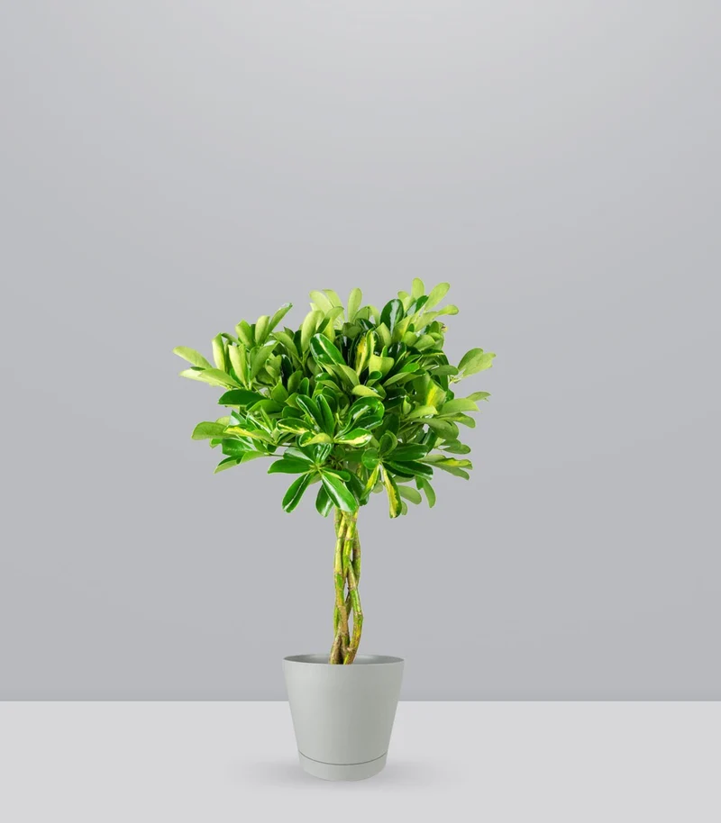 Schefflera variegata | 70 cm