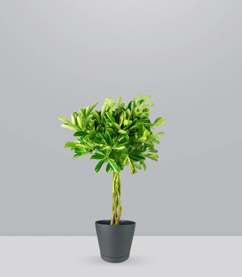 Schefflera variegata | 70 cm