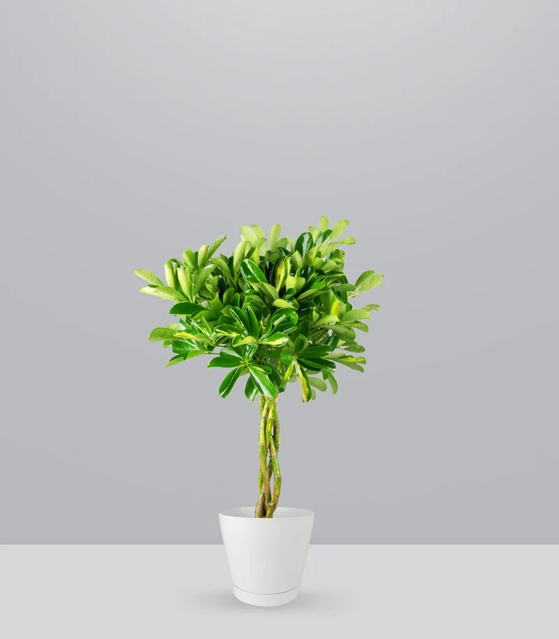 Schefflera variegata | 70 cm