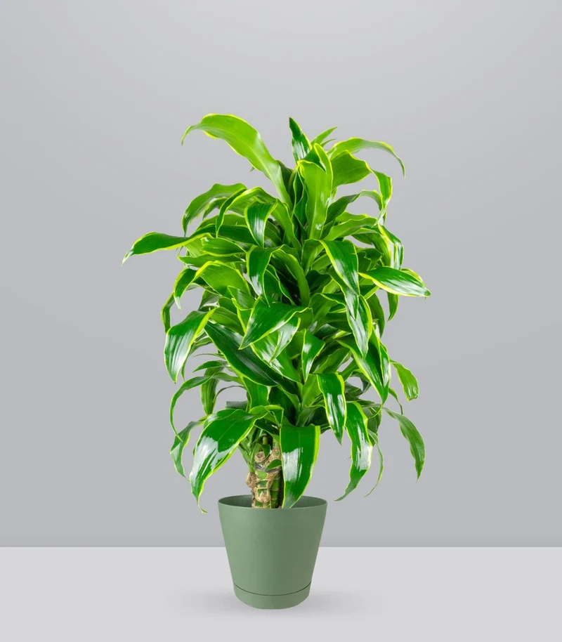 Dracena Dorado a 6 Fusti