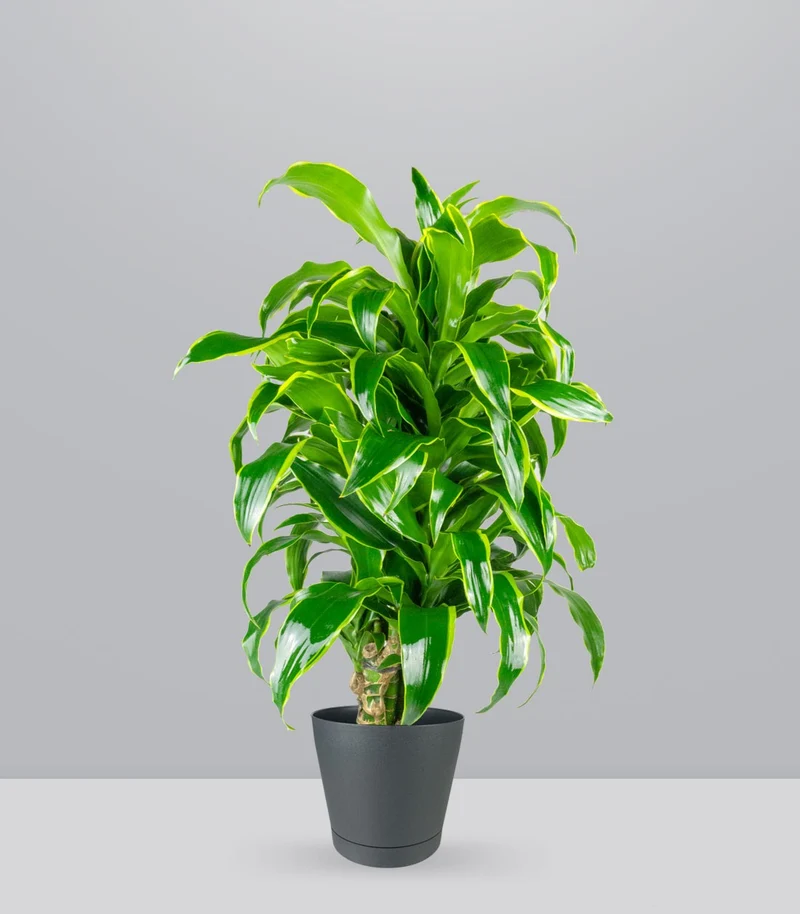 Dracena Dorado a 6 Fusti