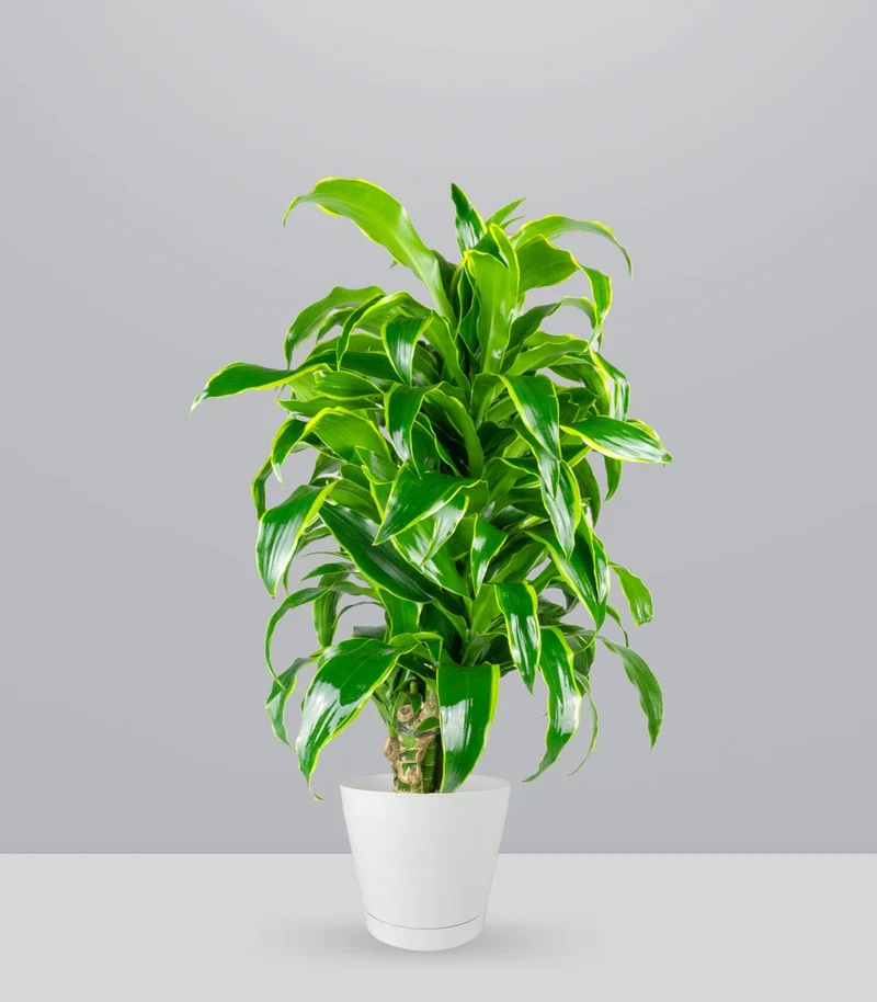 Dracena Dorado a 6 Fusti
