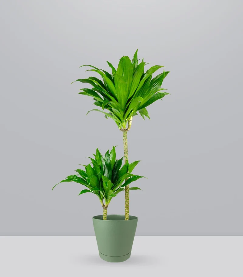Dracena Janet Craig Compacta