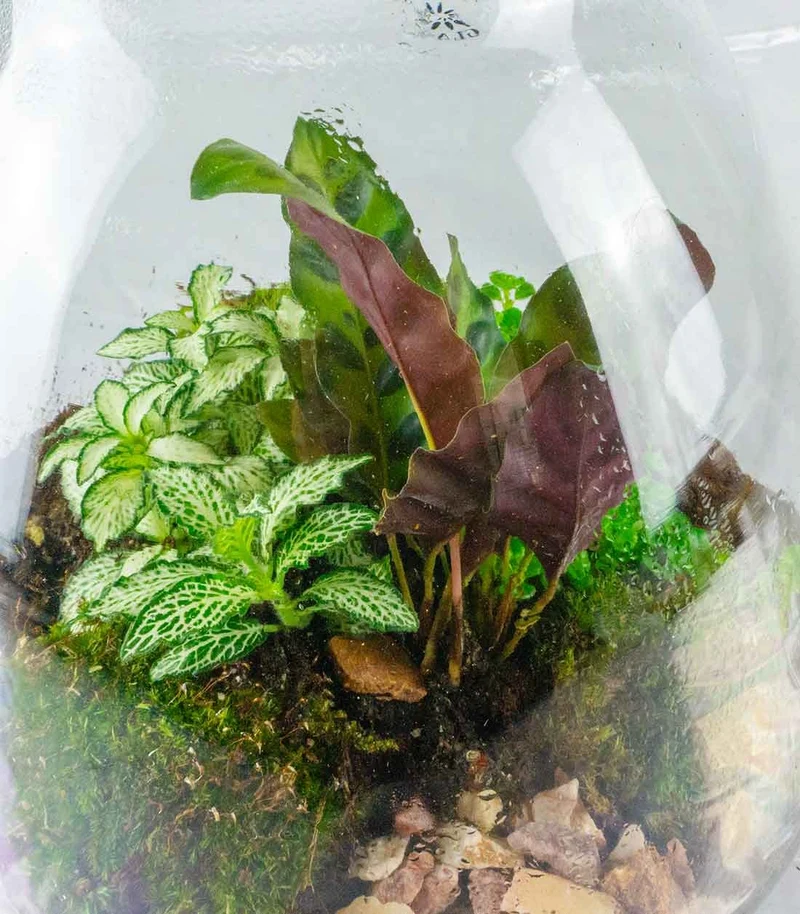 Terrario LED con mix di piante