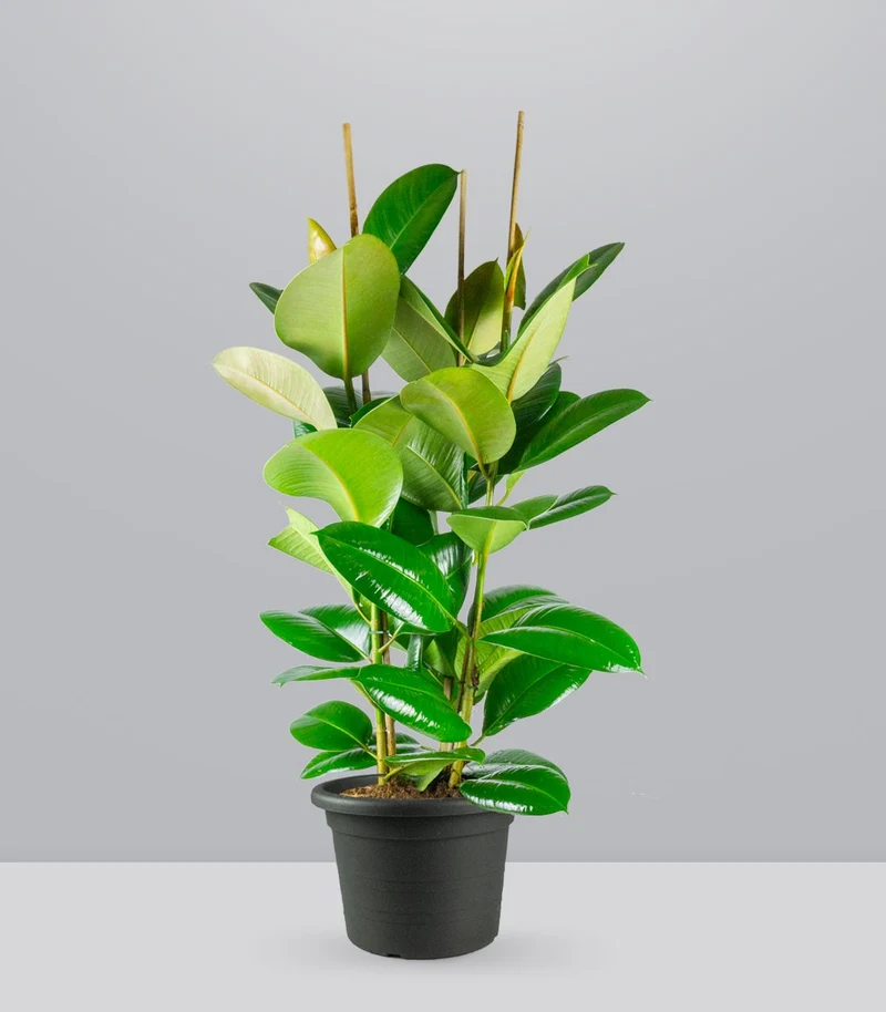 Ficus elastica 105 cm