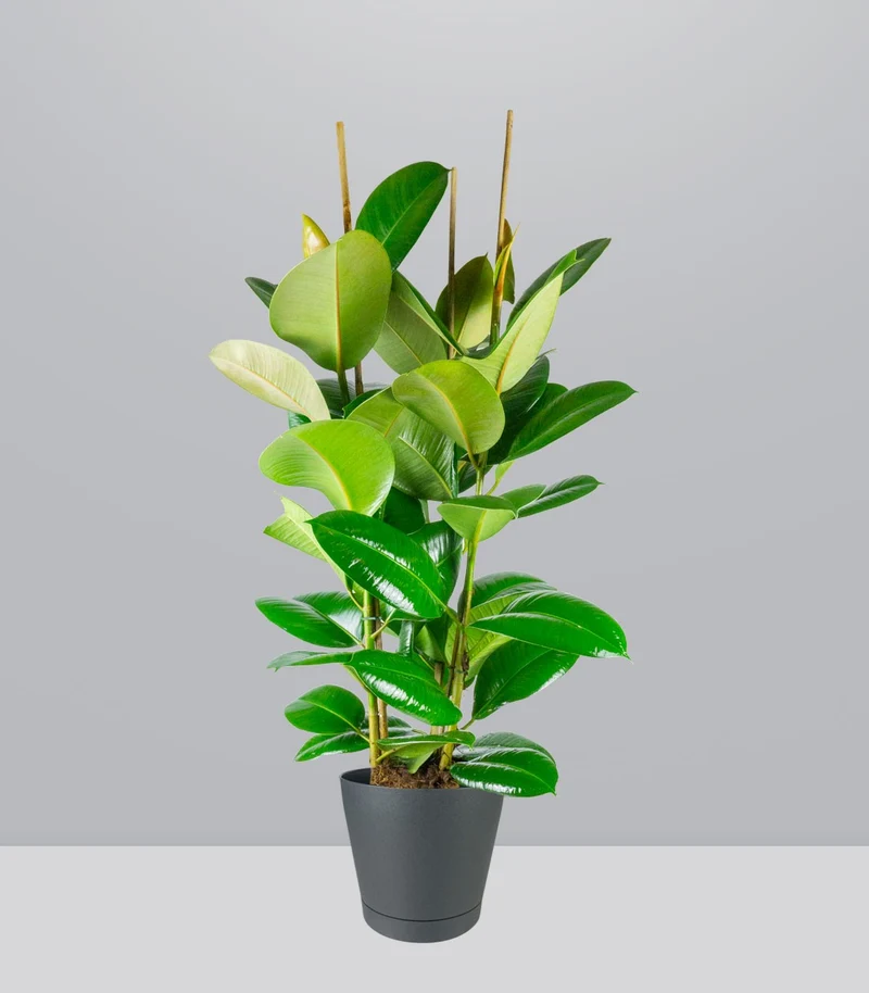 Ficus elastica 105 cm