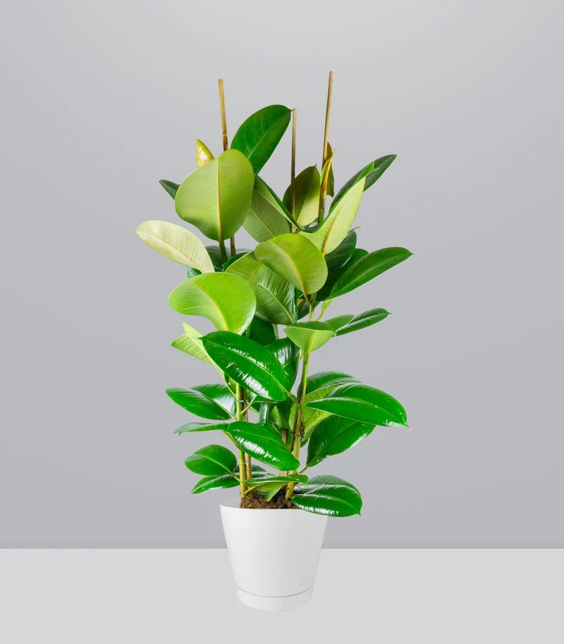 Ficus elastica 105 cm