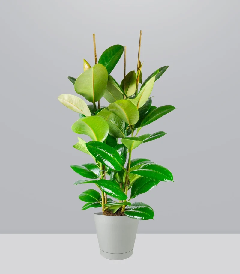 Ficus elastica 105 cm