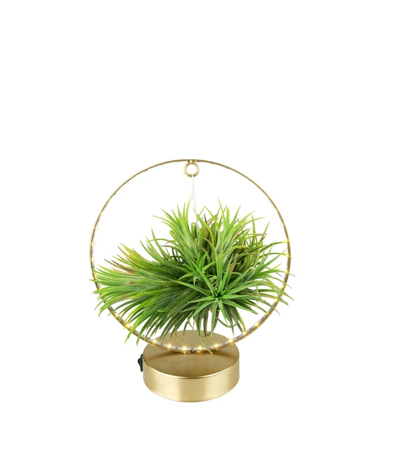 Tillandsia circolare led oro