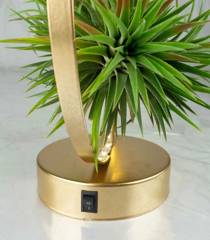 Tillandsia circolare led oro